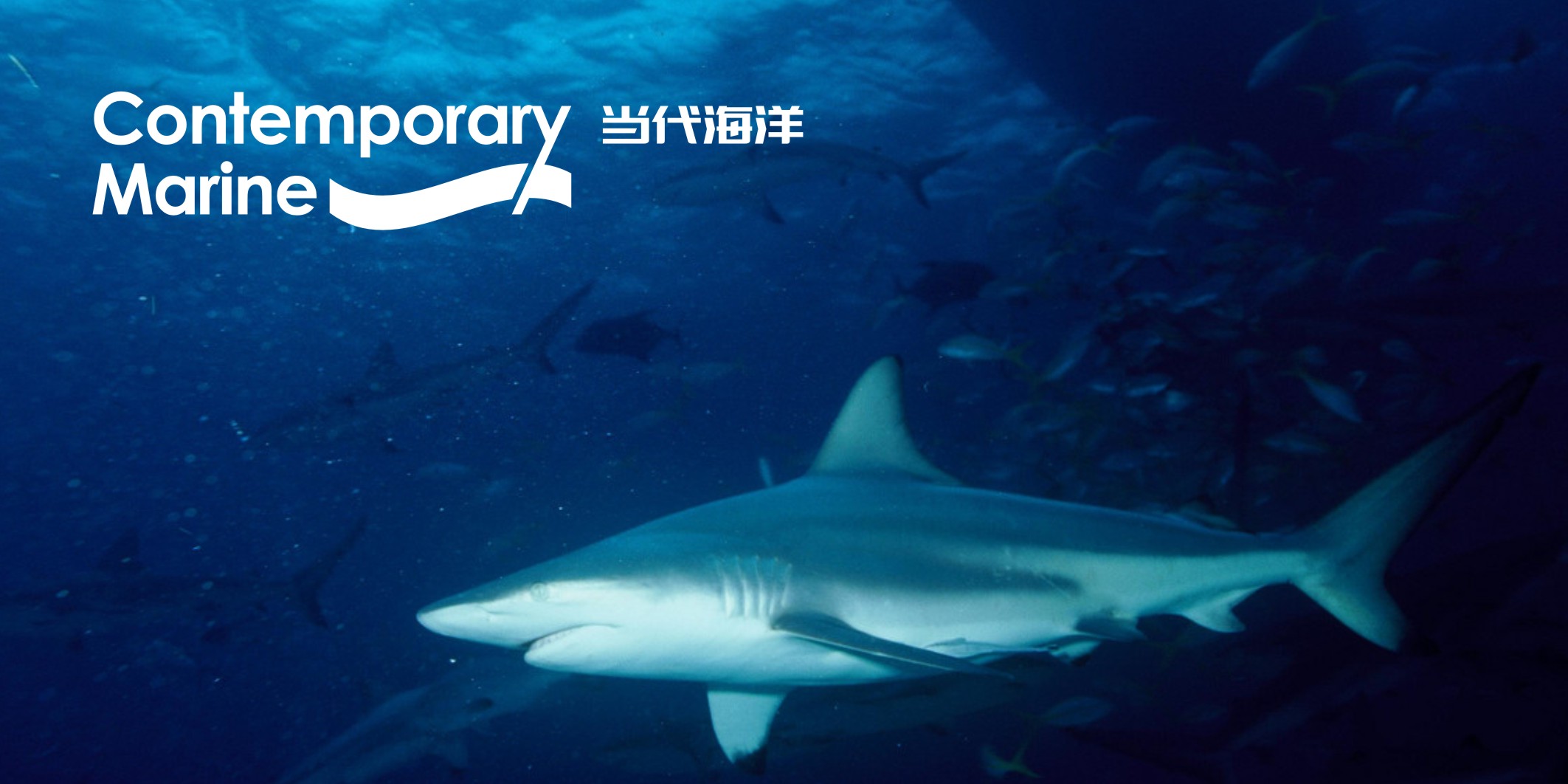 微型VI設計一般多少錢？2025最新報價解析